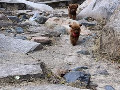 -碓臼峪自然风景区