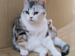-猫和宫(六道口店)