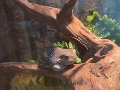 -酷以爬仙阁实体爬宠店·守宫·蜥蜴·专业繁育