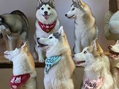 -Husky Go! 哈士奇体验馆·宠物咖啡厅狗咖