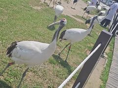 -盐城丹顶鹤湿地生态旅游区