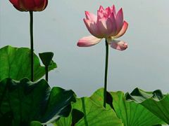 -莲花池公园