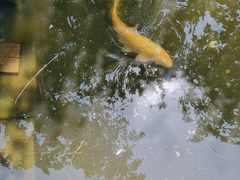 -苏州文庙(姑苏区)
