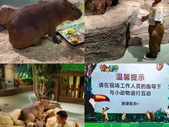 -萌宠奇缘