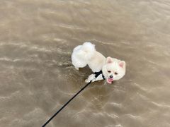 -碧海金沙