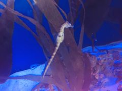 -贝林大翅鲸简餐厅(国家海洋博物馆店)