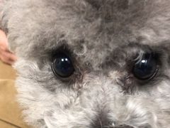 -中农国际动物医院24小时·猫科·骨科·急重症中心