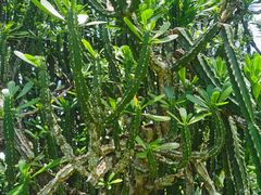 -中国科学院西双版纳热带植物园