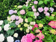 -龙大花卉苗木市场