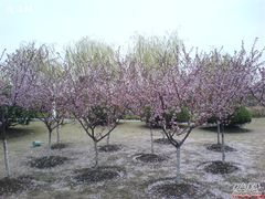 -白塘生态植物园