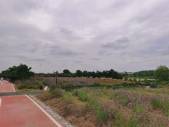 -西京湾花海