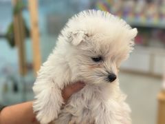 -翊宠yipet猫狗购宠庄园犬舍•猫舍