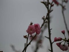 -天适樱花悠乐园