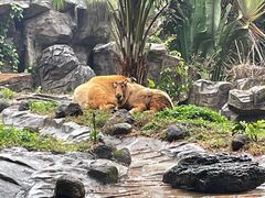 -海南热带野生动植物园