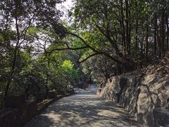 -大屏嶂森林公园
