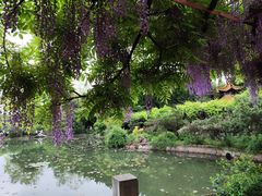-嘉定紫藤园