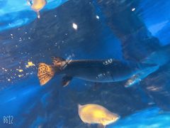 -烟台海昌鲸鲨海洋公园