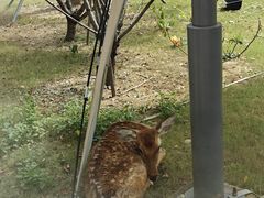 -金鸡湖桃花岛