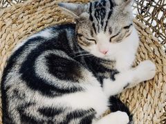 -飞行喵MR PILOT|猫舍·猫咖(静安大融城店)