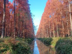 -黄海国家森林公园