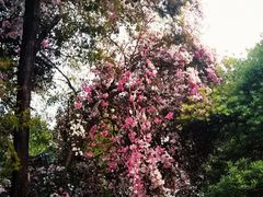 -深圳国际园林花卉博览园