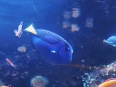 -悉尼海洋生物水族馆