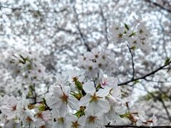 -武汉大学-樱园