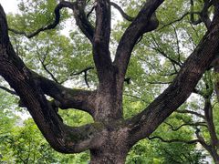 -上海虹桥迎宾馆