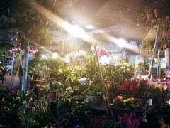 -曲阳花鸟市场(曲阳路店)