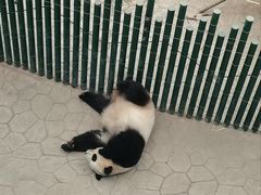 -沈阳森林动物园