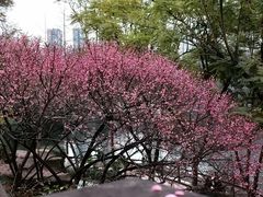 -重庆彩云湖湿地公园