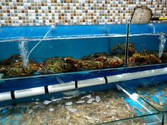 -港畔赶海蒸汽海鲜烧烤自助(仙螺岛店)