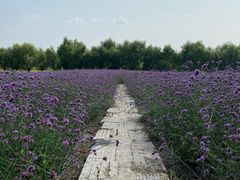 -北纬44度·金珠花海休闲农业旅游景区