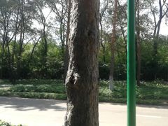 -黑龙江省森林植物园