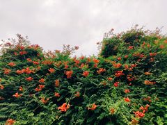 -月湖风景区