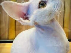 -袖虎·猫馆(体育西路店)
