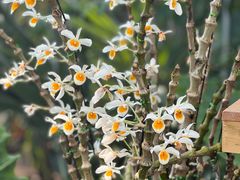 -国家植物园南园