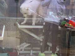 -悠尼宠物·独立低压伊珊娜洗护·美容·寄养(兰谷路店)