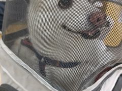 -美联众合动物医院·24h转诊中心
