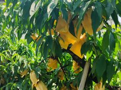 -老袁家蜜桃农场·阳山水蜜桃