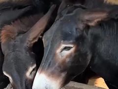 -元鼎宝驴香·全驴宴(江宁店)