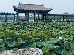 -莲花池公园
