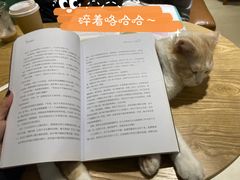 -藏猫猫咖啡主题馆(中央大道店)