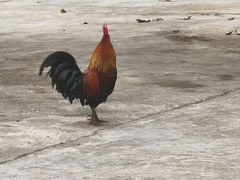 -西双版纳傣族园