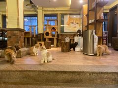 -more than meow吴止猫主题餐厅(承德 中船汇店)