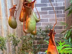 -顺德渔村·岭南一号