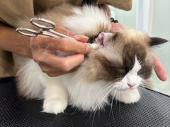-爱洗澡的猫(天河路店)