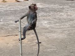-广东茂名森林公园