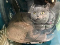 -北京观赏动物医院·24小时大型综合·猫专科·异宠专科