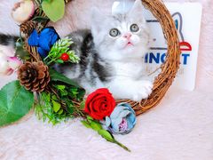 -十年猫舍·猫咪专门店(普陀店)